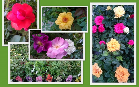 Rosa v kultivarech